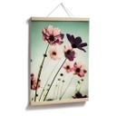 Poster - Cosmos roses