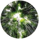 Fototapet - Rundt Hugonnard - Skov i Japan - vliesetapet/selvklæbende non-woven tapet