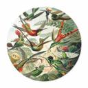 Plakat Haeckel - Hummingbirds