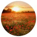 Vinilo decorativo Campo de amapolas al atardecer - Redondo
