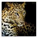 Canvasbillede, Majestætisk leopard