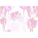 Architects Paper Papier peint photo Atelier 47 Tulip Artwork