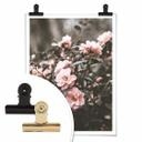 Plakat - Annie - Rose bush