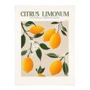 Plakat Frugt - Boho citrontræ - Citrus Limonum - Tunaboylu