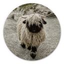 Tableau sur alu Dibond Landolt - Excursion en montagne - Rond