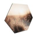 Hexagon Dibond Treechild - solnedgang over klitterne