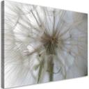 Canvasbillede, Mælkebøtteplanter natur