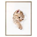 Gatito de póster en viaje de descubrimiento