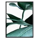 Plakat - Urban Jungle - Monstera Deliciosa