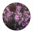 Póster de naturaleza Brezo púrpura en flor con luz cálida - Annie - Redondo