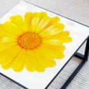 Plateau de table en verre - Gerbera jaune - Carré - 60x60 cm