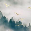 Papel pintado Niebla misteriosa en el bosque - SpaceFrog Designs