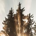 Fotomural rayos de luz en el bosque | papel pintado bosque para el dormitorio - Eisenmann