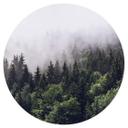 Vinilo decorativo Misty forest - Redondo