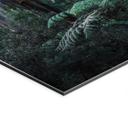 Billede af eukalyptusskov i Yarra Ranges - Colombo – print på aluminium (Alu-Dibond)