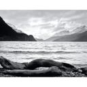 Fototapet - Log and Lake