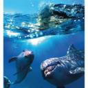 Fototapet Dolphins Underwater - 240x260 cm