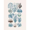 Filigrane alger og skaller | Botanisk illustration Fototapet - casa cartissi
