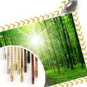 Póster Bosque soleado