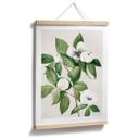 Póster ilustración botánica de una camelia falsa - Walcott