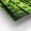 Tableau Forex - Rayon de soleil dan la forêt de bambous