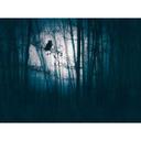 Forest Night Blue Black - ikke-vævet tapet med uglemotiv til stue og soveværelse