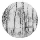 Tableau sur alu-Dibond Talen - Forêt de bouleaux noirs et blancs