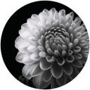 Fototapet - Rundt Grønkjær - Dahlia - vliesetapet/selvklæbende non-woven tapet