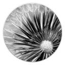 Glasbillede - Mælkebøtte-Poesi - Rund