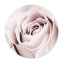 Plakat 1X Studio - Rose