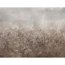 Botanische Fotobehang pampagras en grassen in beige - Ms Tiff