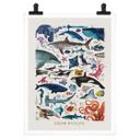 Póster Marrón - Fauna marina