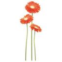 Bundt Gerbera Orange