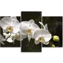 3 stykke lærredsprint Orchid Flowers Nature White