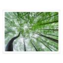 Poster Pavlasek - Cime des arbres verts