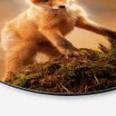 Tableau sur alu-Dibond rond Adamec - Jeune renard dans la forêt