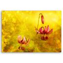 Canvasbillede, Tulipanblomster natur gul