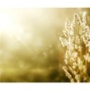 Fototapet - Sunny Wheat Field