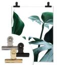 Plakat - Urban Jungle 03 - Monstera Deliciosa