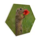 Hexagon berkenfineer Dick van Duijn - Eekhoorn met Klaproos