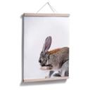 Affiche - lapin