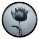 Póster tulipán aterciopelado en negro - Paksoylu - Redondo