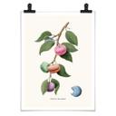Póster Suelto - Planta de macarons