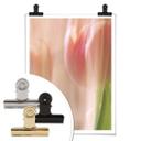 Plakat - Sky tulipaner