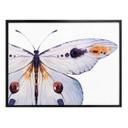Póster Kvilis - Mariposa 01