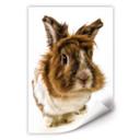 Poster autocollant - W - Lapin