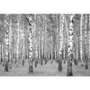 Fototapet - Birkeskov 02