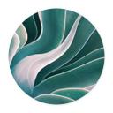 Póster Wechsler - Planta de agave a la luz de la mañana - Redondo