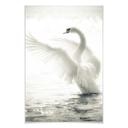 Poster - Cygne majestueux