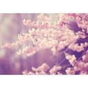 Vinilo adhesivo muebles, vinilo decorativo - lavable - Blossom splendour 02